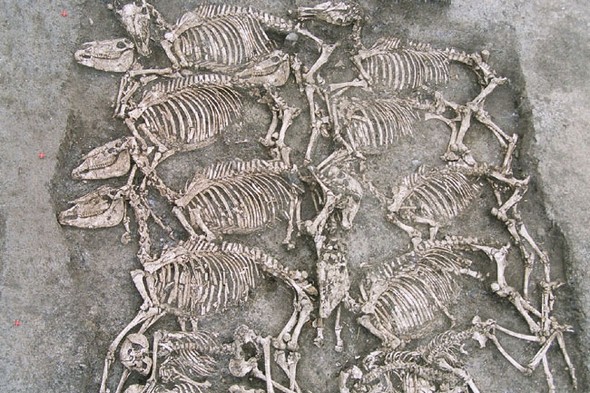 Squelettes de chevaux fossilisés