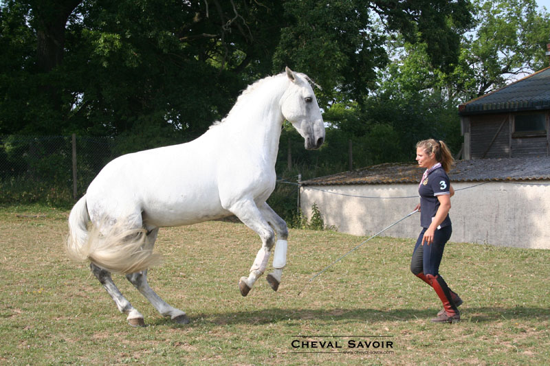 Exercices et jeux pour développer un lien puissant avec votre cheval Le travail à pied de votre cheval 