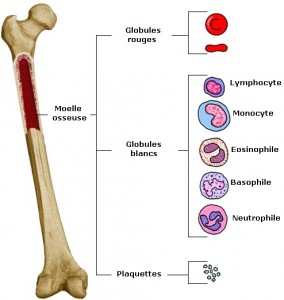 Différents types cellulaires de la moelle osseuse