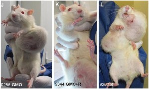Les rats exposés aux OGM développaient des tumeurs