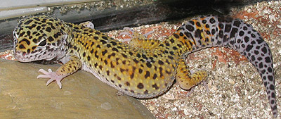 Photo d'un gecko léopard dans son terrarium