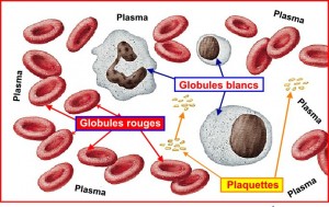Constituants du sang : cellules et plasma