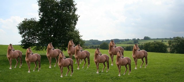 Des chevaux clonés participent aux courses