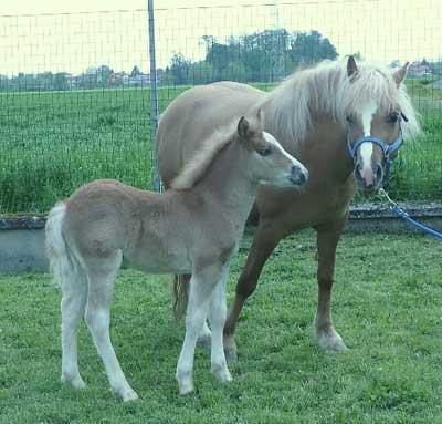 Prometea est le premier cheval cloné et a eu un poulain, Pegaso