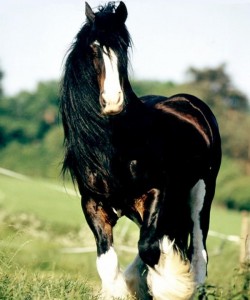 Photographie d'un cheval Shire