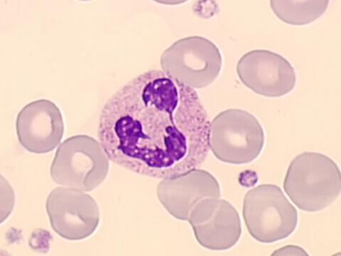 leucocyte neutrophile