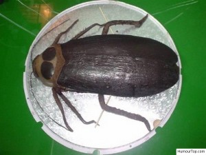 Un gâteau en forme d'insecte pour les sélections d'anniversaires