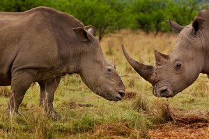 braconnage rhinocéros