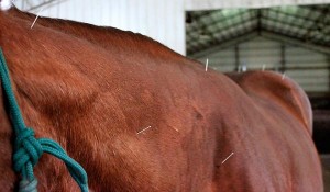 Il s'agit d'une photo d'un cheval recevant un traitement d'acupuncture équine
