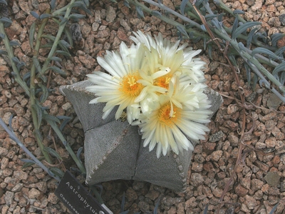 Un cactus Astrophytum