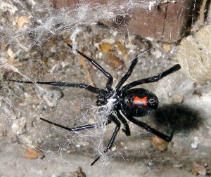 Cette petite araignée peut être très dangereuse