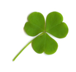 Résultat de recherche d'images pour "trèfle 3 feuilles"