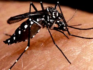 Moustique vecteur de la dengue