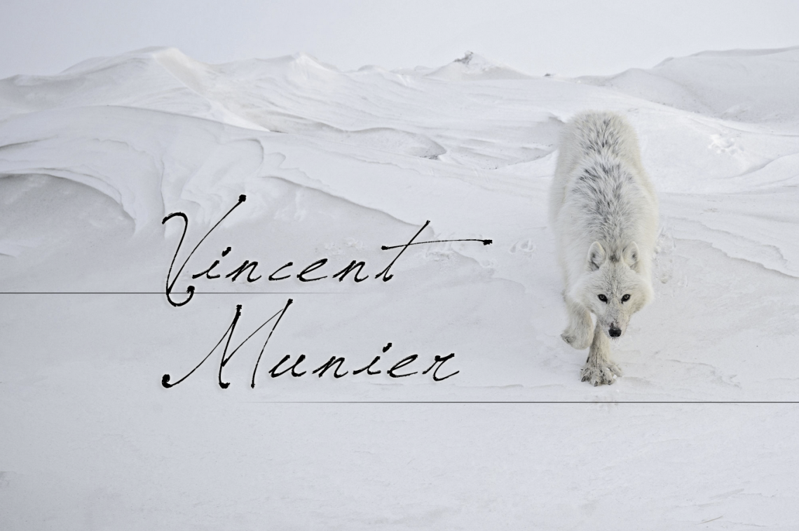 La nature sauvage à travers les photographies de Vincent Munier