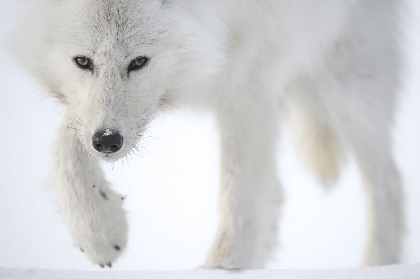 Photographie d'un Loup blanc par Vincent Munier