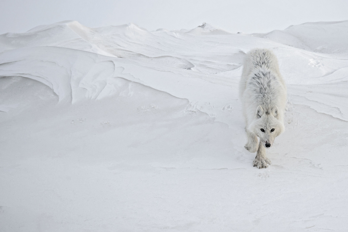 Photographie d'un Loup blanc par Vincent Munier