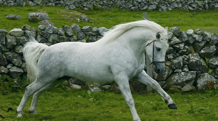 Le poney Connemara