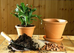 rempoter une plante dans un nouveau pot