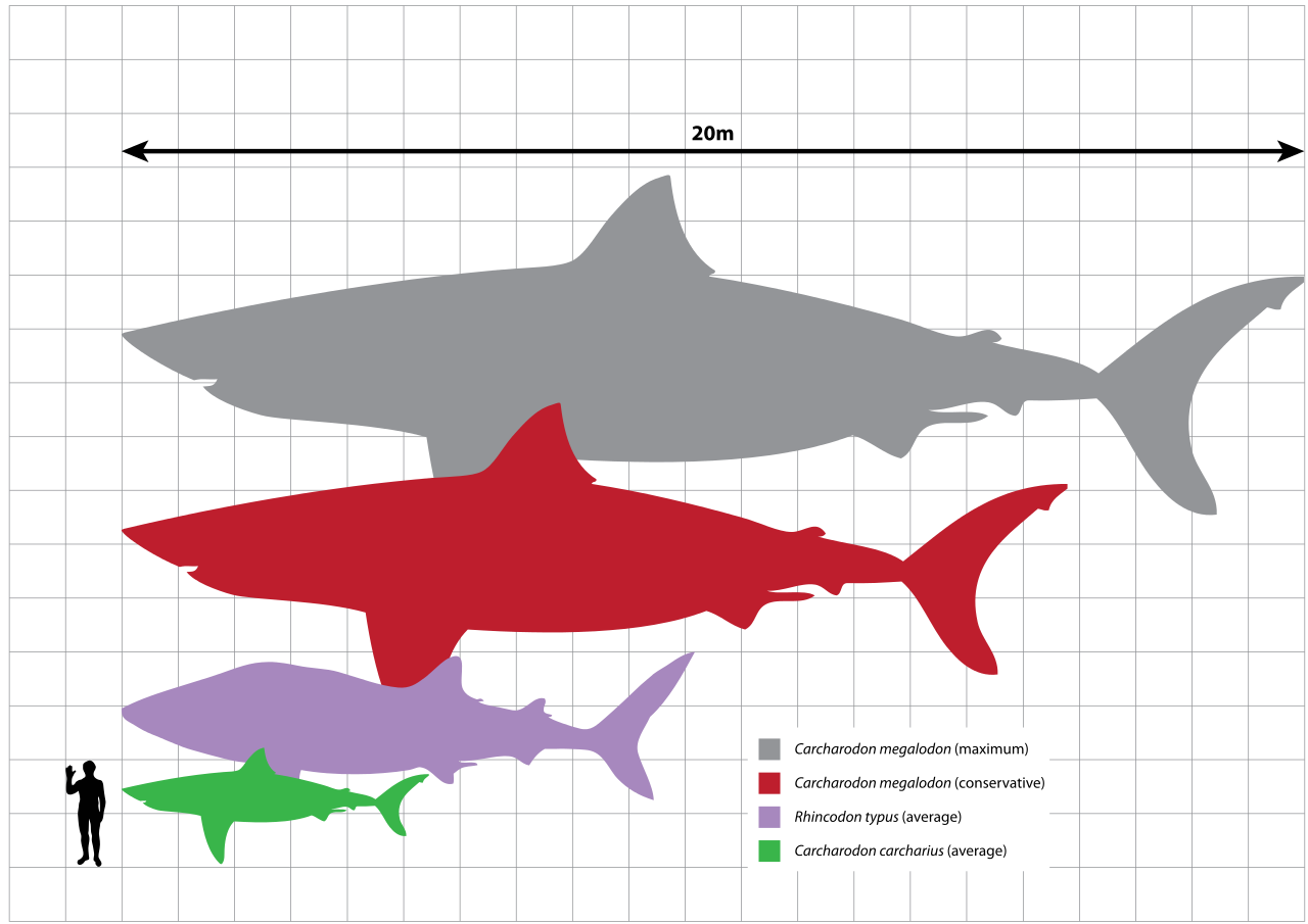 Le Mégalodon est une espèce géante de requin