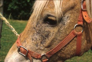 la maladie du cheval