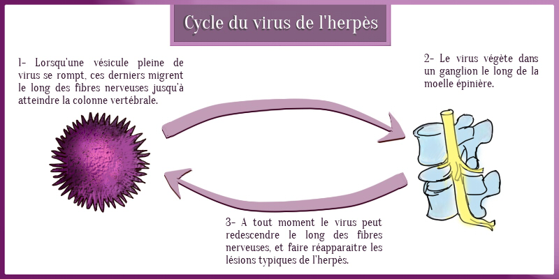 virus herpès IST cycle 