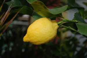 citronnier récolte citrons