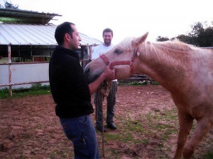 cheval debout lors castration
