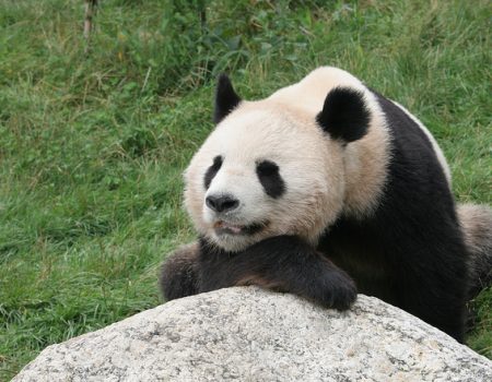 Le panda géant : les préjugés sur le mangeur de bambou