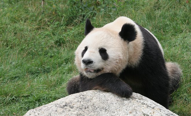 Le panda géant : les préjugés sur le mangeur de bambou