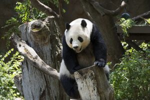 Le panda géant