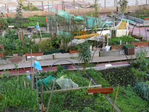 jardin communautaire en ville pour les citadins