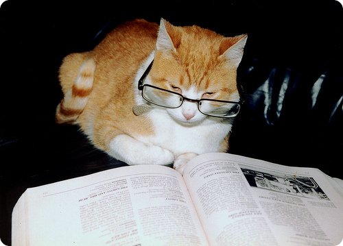 chat lunettes