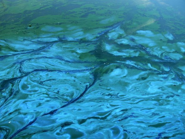 L'algue pousse dans un milieu aquatique et dans des endroits chauds