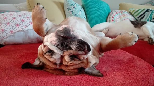 bulldog anglais qui fait la sieste