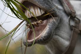 Les dents et la bouche du cheval