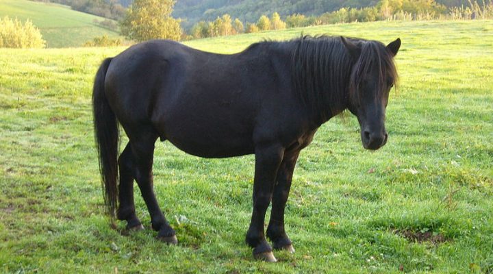 Le pottok, le « petit cheval » basque