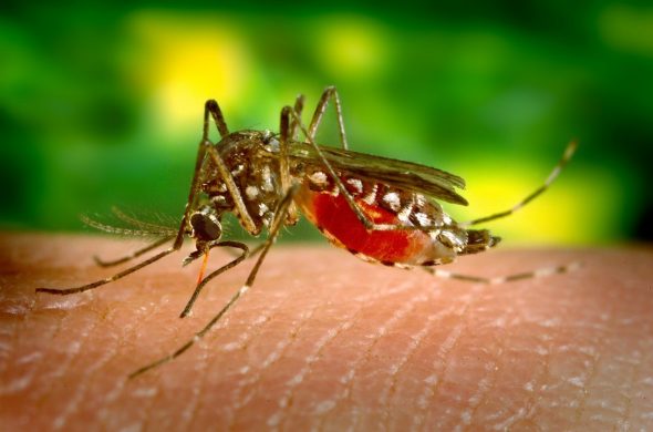 Le Dengvaxia ou vaccin contre la dengue peut éviter d'être malade après une piqûre de moustique