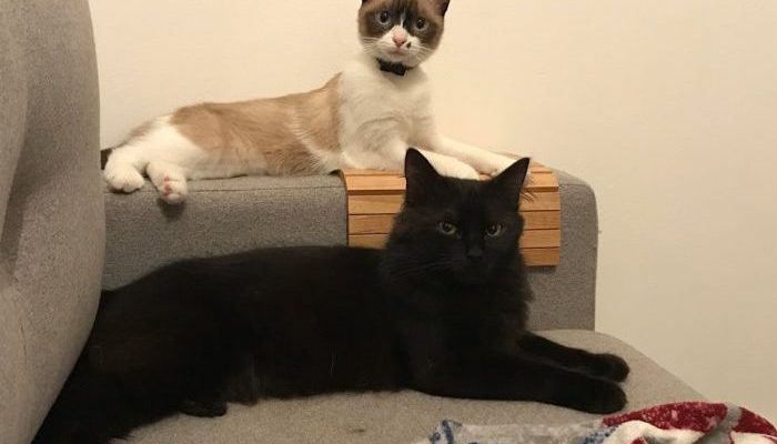 La stérilisation chez le chat