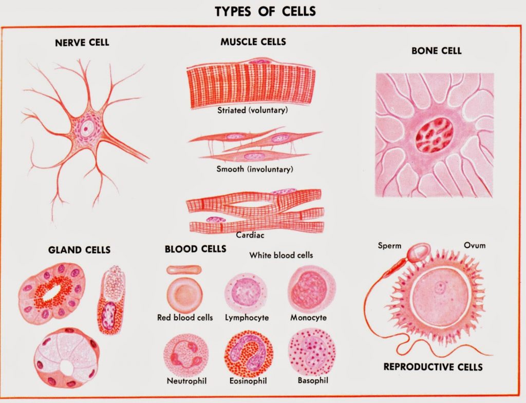 Différents types de cellules