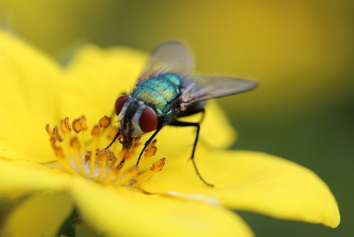 La mouche, un animal remarquable