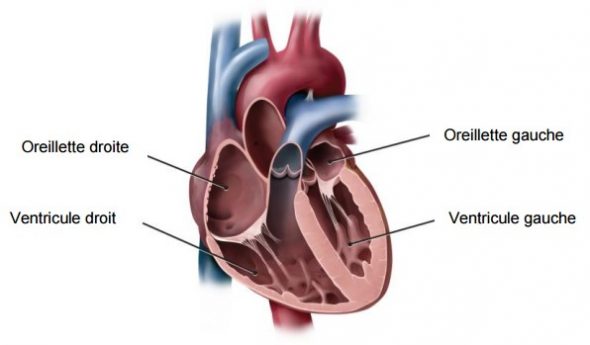 Anatomie du coeur : les cavités