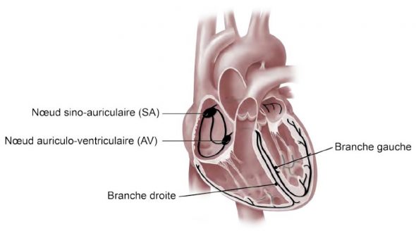Anatomie du cœur : le circuit électrique