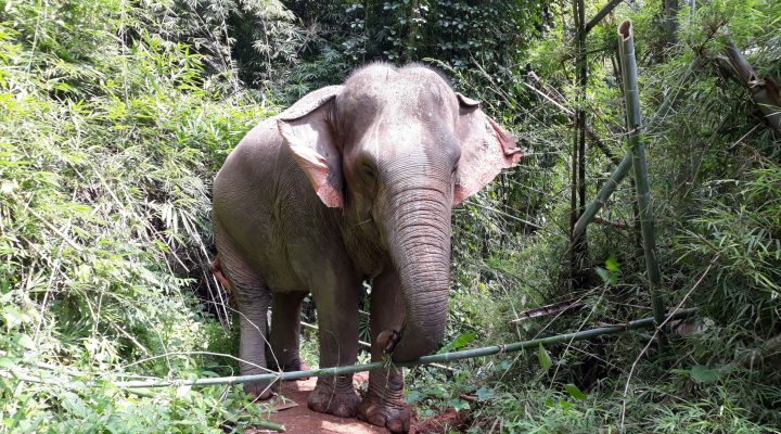 Les éléphants, symbole de la Thaïlande ou attraction touristique ?