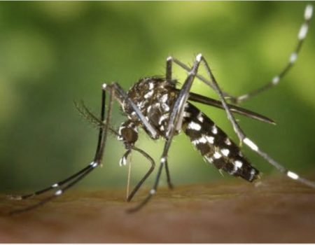 Comment protéger les animaux des moustiques ? 