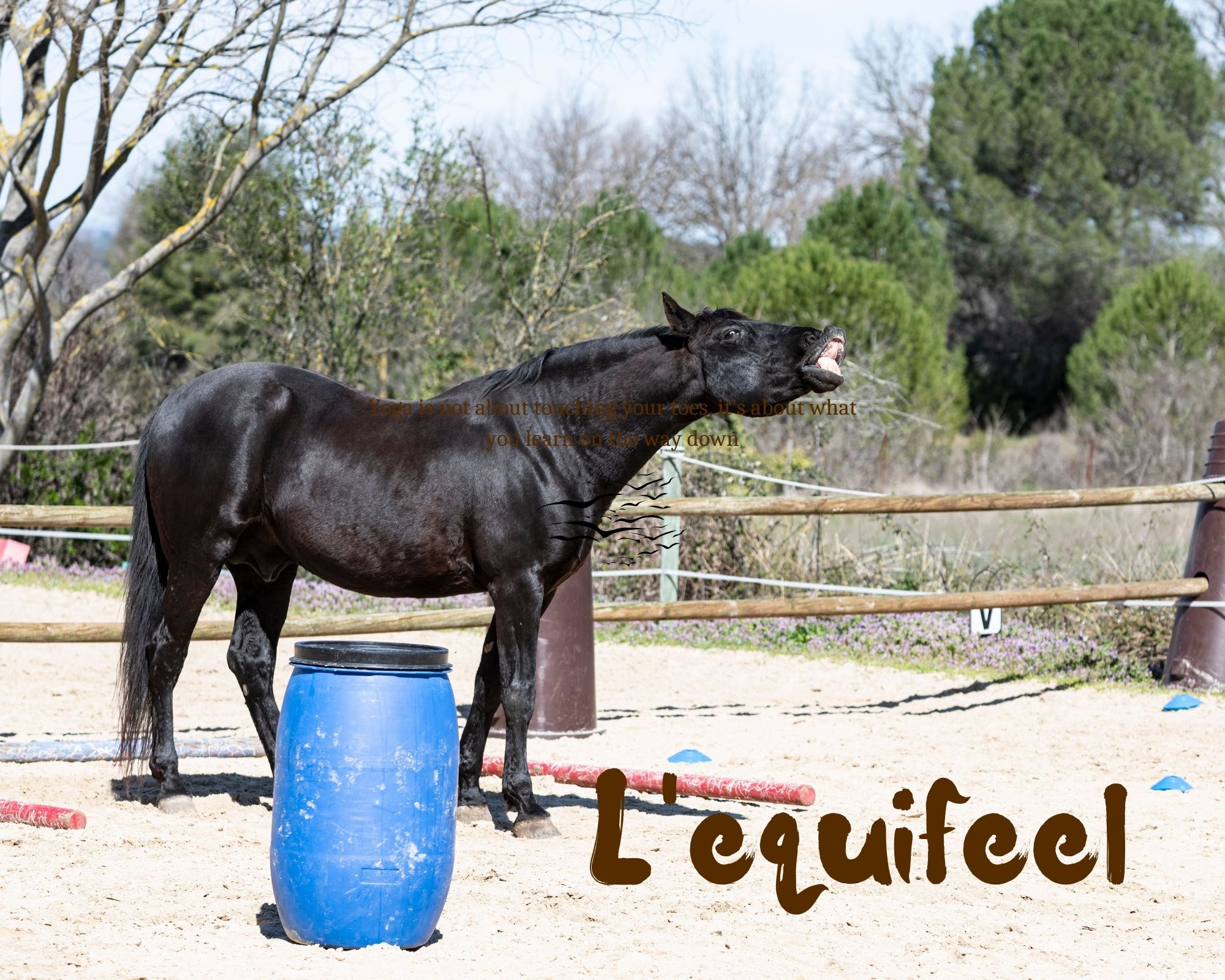 Garde Républicaine à Cheval Taille Minimum Femme L'equifeel