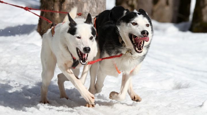 La Grande Odyssée, une course internationale de chiens de traineau