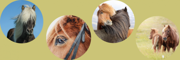 photos, chevaux, islandais
