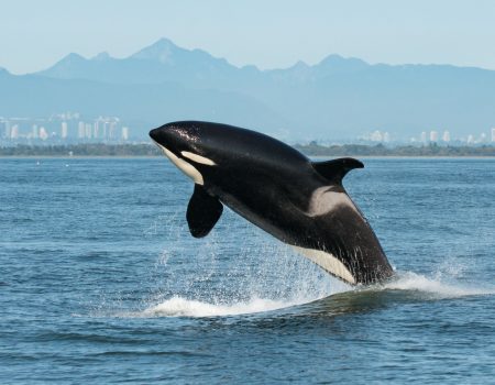 Vers la fin de la captivité de l’orque Tokitae