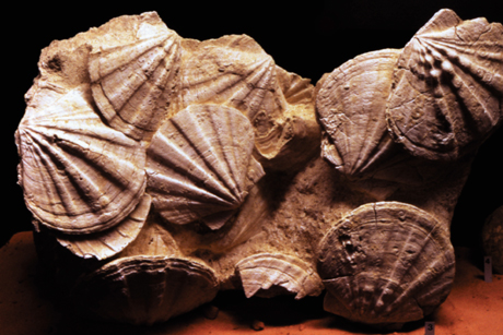 Fossiles de coquillages aglutinés les uns aux autres.