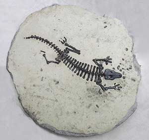 Squelette de lézard presque totalement conservé, seul manque un bout de la patte arrière.
